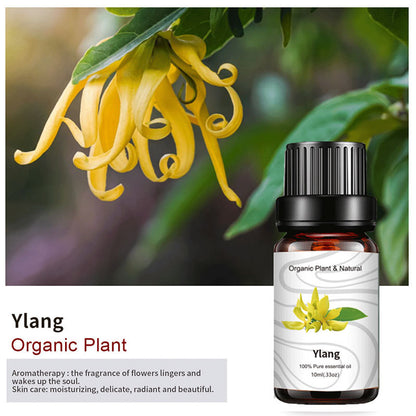 Essential Bloom™ – Oils Collection By Aromyst